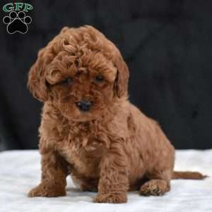 Mindy, Havapoo Puppy