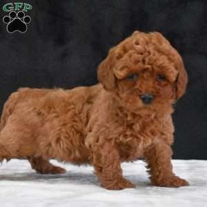 Mindy, Havapoo Puppy