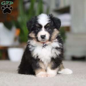 Mindy, Miniature Australian Shepherd Puppy