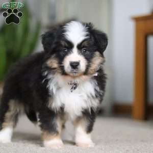 Mindy, Miniature Australian Shepherd Puppy