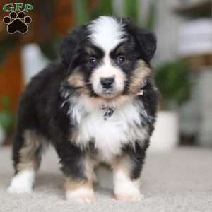 Mindy, Miniature Australian Shepherd Puppy