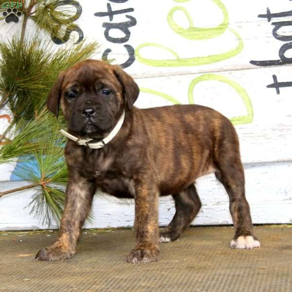 Mindy, English Mastiff Puppy