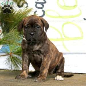 Mindy, English Mastiff Puppy