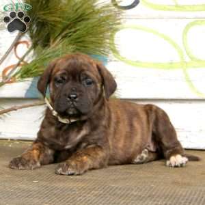 Mindy, English Mastiff Puppy