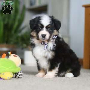 Mindy, Miniature Australian Shepherd Puppy
