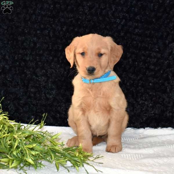 Minnie, Golden Retriever Puppy