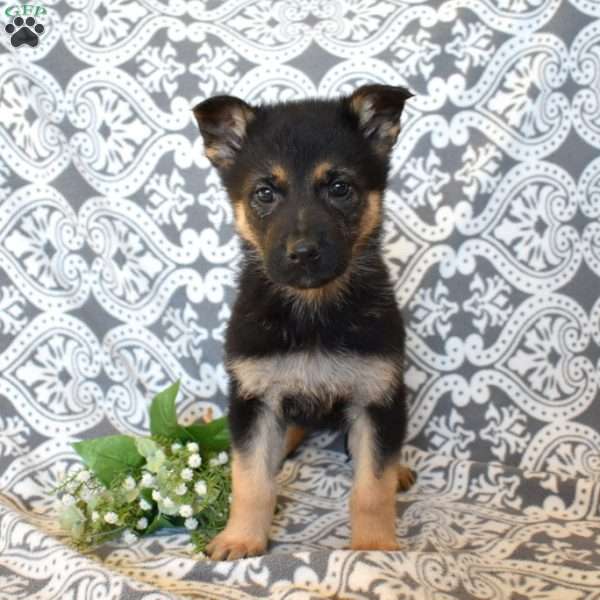 Minnie, German Shepherd Puppy