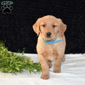 Minnie, Golden Retriever Puppy