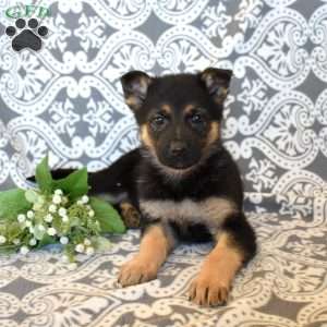 Minnie, German Shepherd Puppy