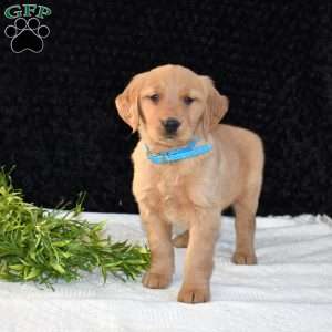 Minnie, Golden Retriever Puppy