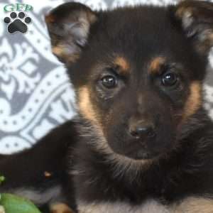 Minnie, German Shepherd Puppy