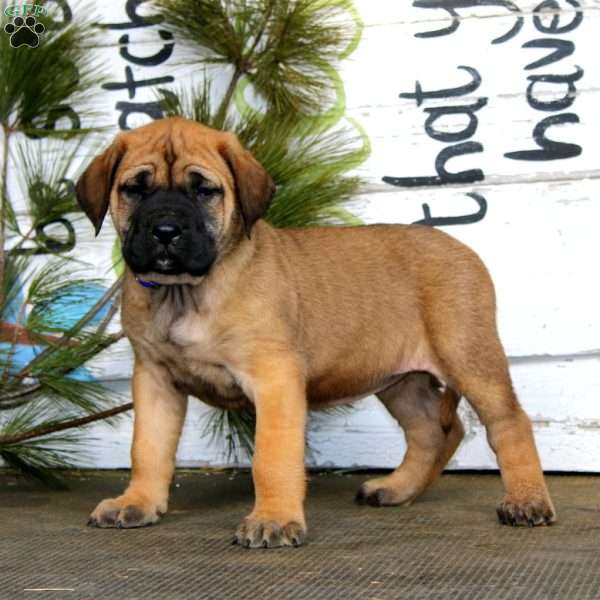 Miracle, English Mastiff Puppy