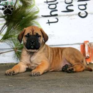 Miracle, English Mastiff Puppy