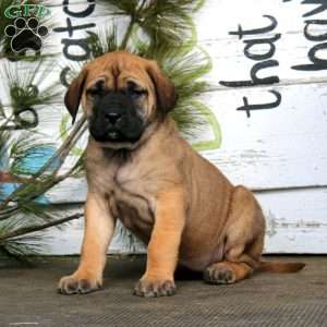 Miracle, English Mastiff Puppy