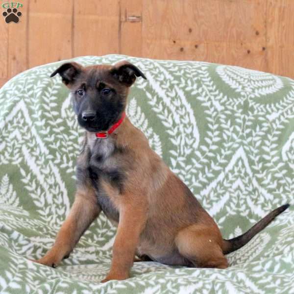 Miranda, Belgian Malinois Puppy
