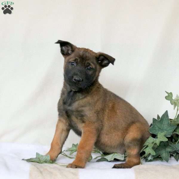 Miranda, Belgian Malinois Puppy