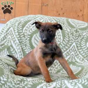 Miranda, Belgian Malinois Puppy