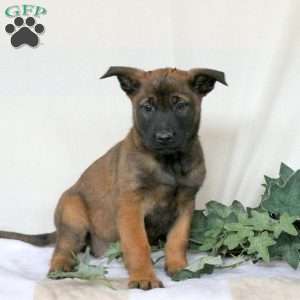 Miranda, Belgian Malinois Puppy