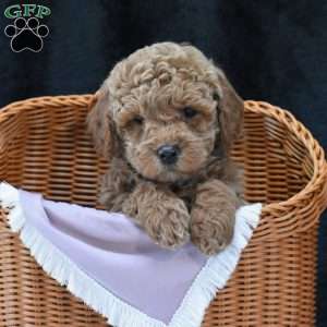 Missie, Havapoo Puppy