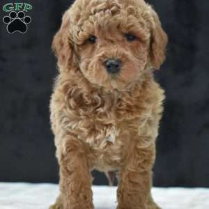 Missie, Havapoo Puppy