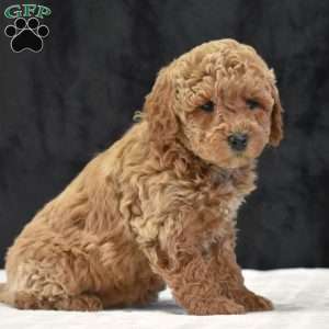 Missie, Havapoo Puppy