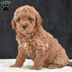 Missie, Havapoo Puppy