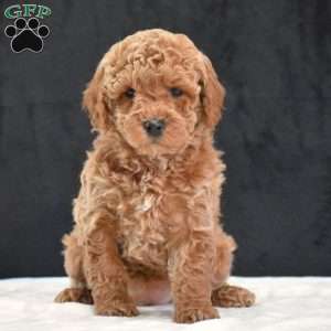 Missie, Havapoo Puppy