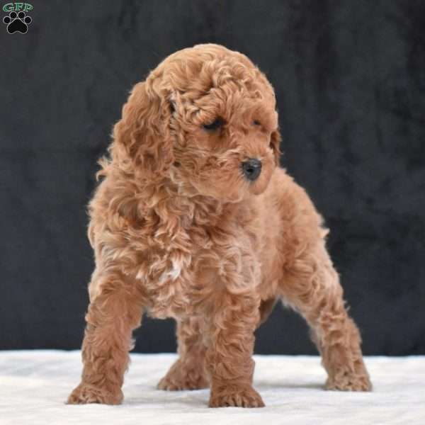 Missie, Havapoo Puppy