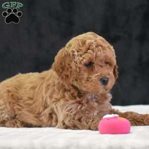 Missie, Havapoo Puppy