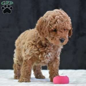 Missie, Havapoo Puppy