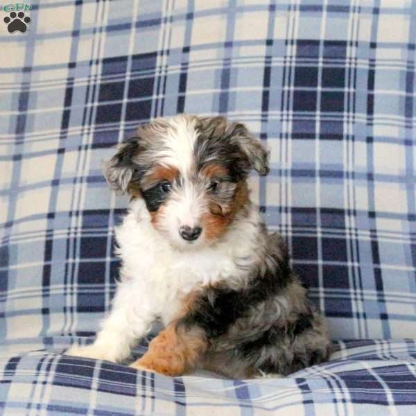 Missy, Sheltie Mix Puppy