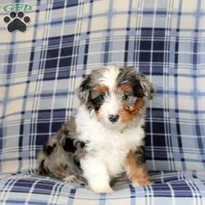 Missy, Sheltie Mix Puppy