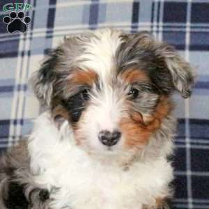 Missy, Sheltie Mix Puppy