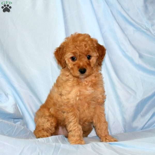 Missy, Miniature Poodle Puppy