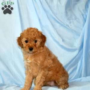 Missy, Miniature Poodle Puppy