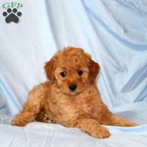 Missy, Miniature Poodle Puppy