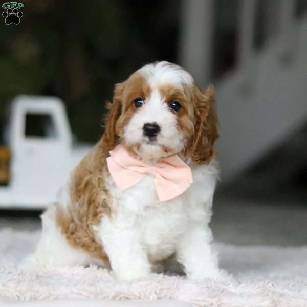 Missy, Cavapoo Puppy