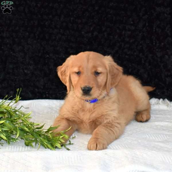 Misty, Golden Retriever Puppy