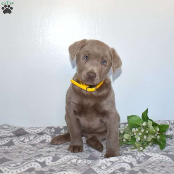 Misty, Silver Labrador Retriever Puppy