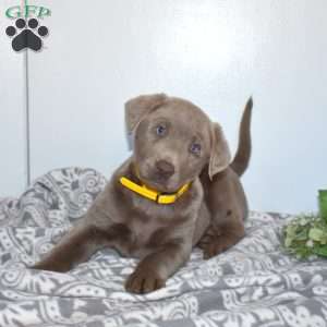 Misty, Silver Labrador Retriever Puppy