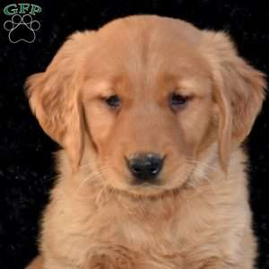 Misty, Golden Retriever Puppy