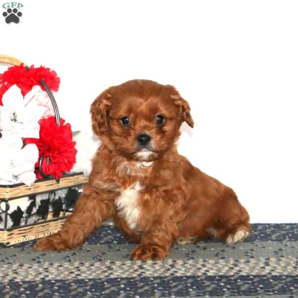 Misty, Cavapoo Puppy