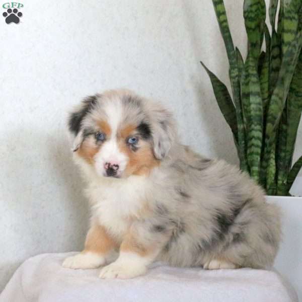 Mitchell, Miniature Australian Shepherd Puppy