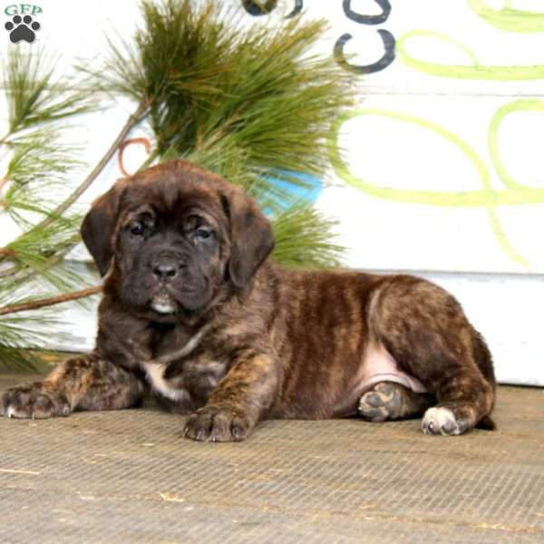 Mitzy, English Mastiff Puppy