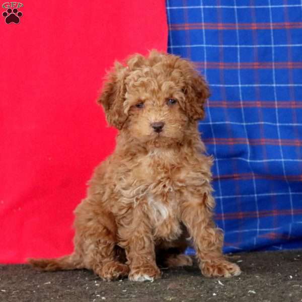 Mitzy, Mini Goldendoodle Puppy