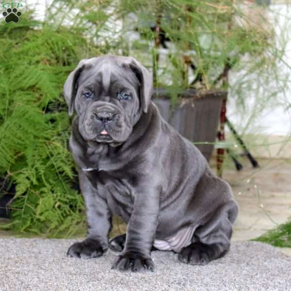 Mitzy, Cane Corso Puppy