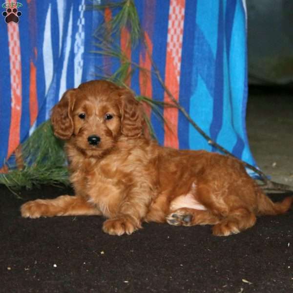 Mitzy, Mini Goldendoodle Puppy