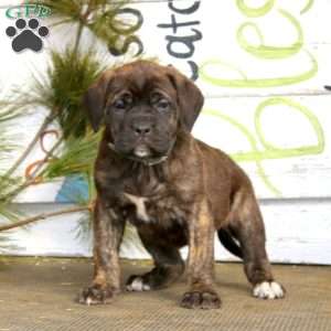 Mitzy, English Mastiff Puppy