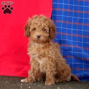 Mitzy, Mini Goldendoodle Puppy
