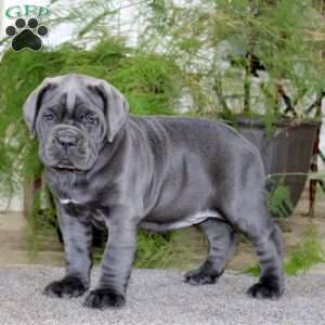 Mitzy, Cane Corso Puppy